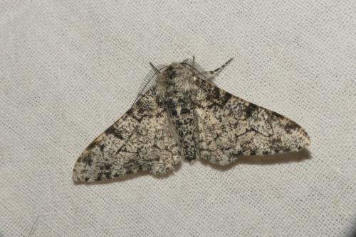 Réf. 185 401 : Biston betularia
